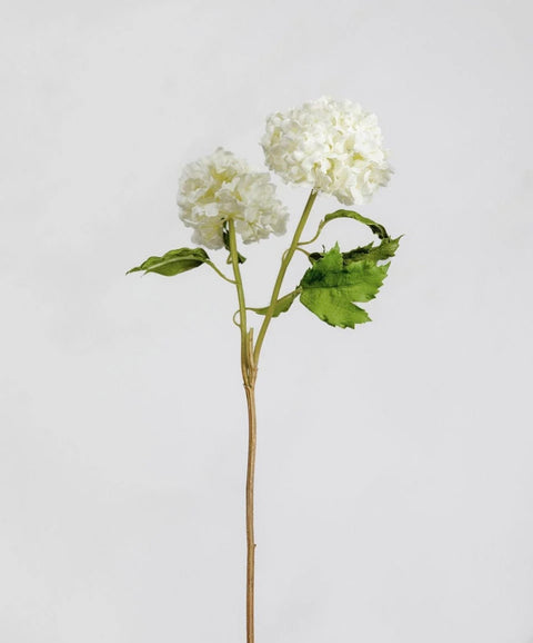 Snowball Hydrangea Stem
