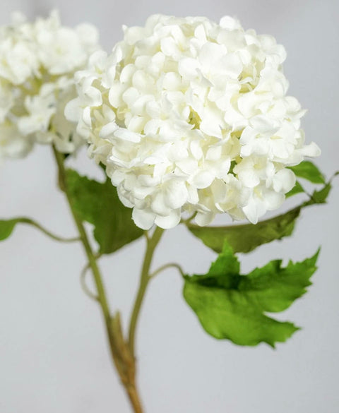 Snowball Hydrangea Stem