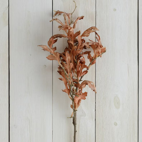 Dried Oak Leaf Stem 31”