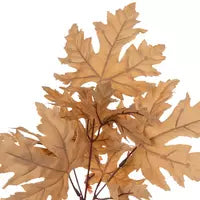 Light Brown Maple Leaves Pick