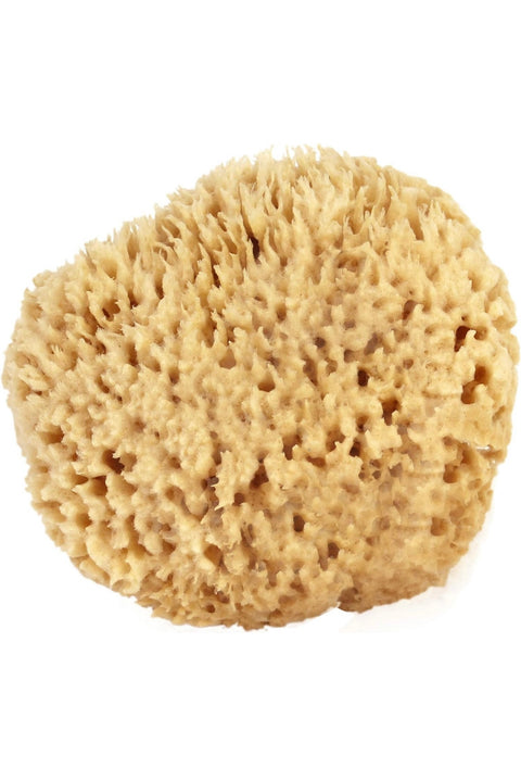 Natural Sea Sponge