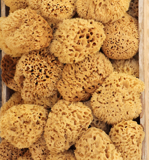 Natural Sea Sponge